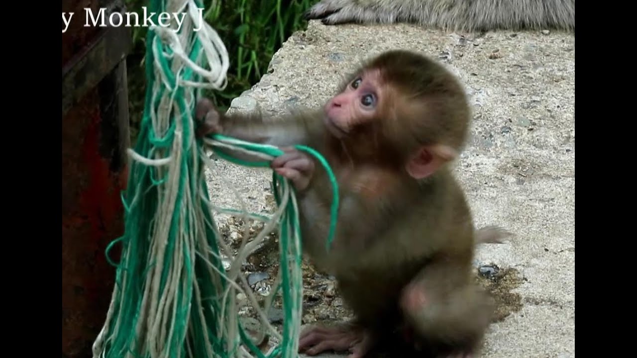 Baby monkey to explore various things