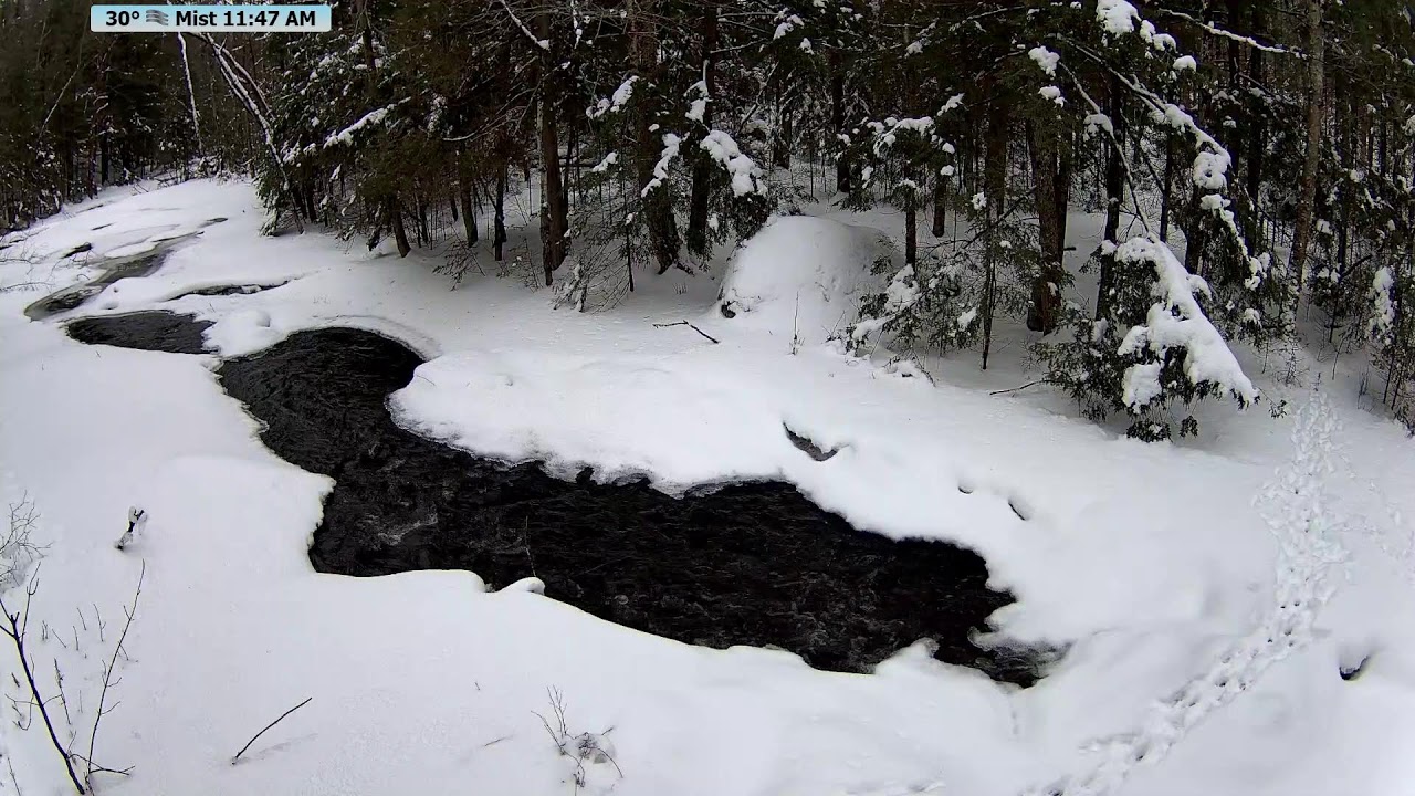 Live wildlife stream from the McCaslin Brook in the Nicolet National Forest