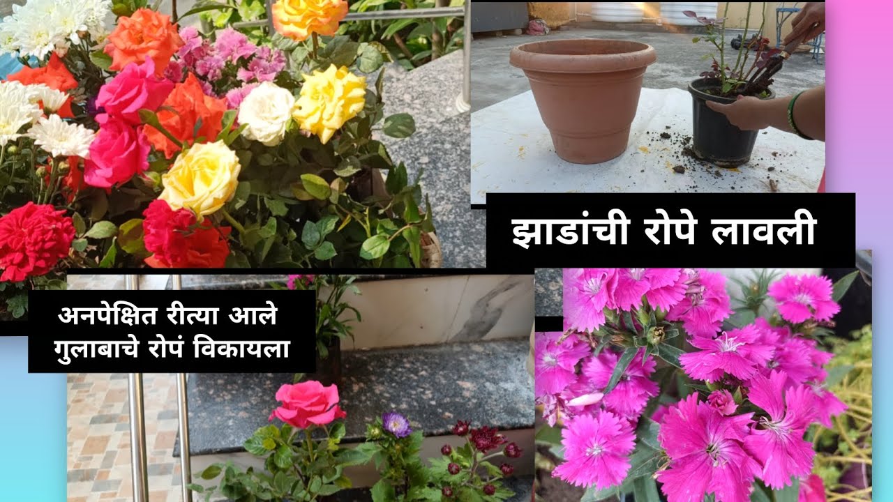 उन्हाळ्यात गुलाबाचे रोपं विकायला आले जे की अनपेक्षित होतं आम्ही ते विकत घेतली 