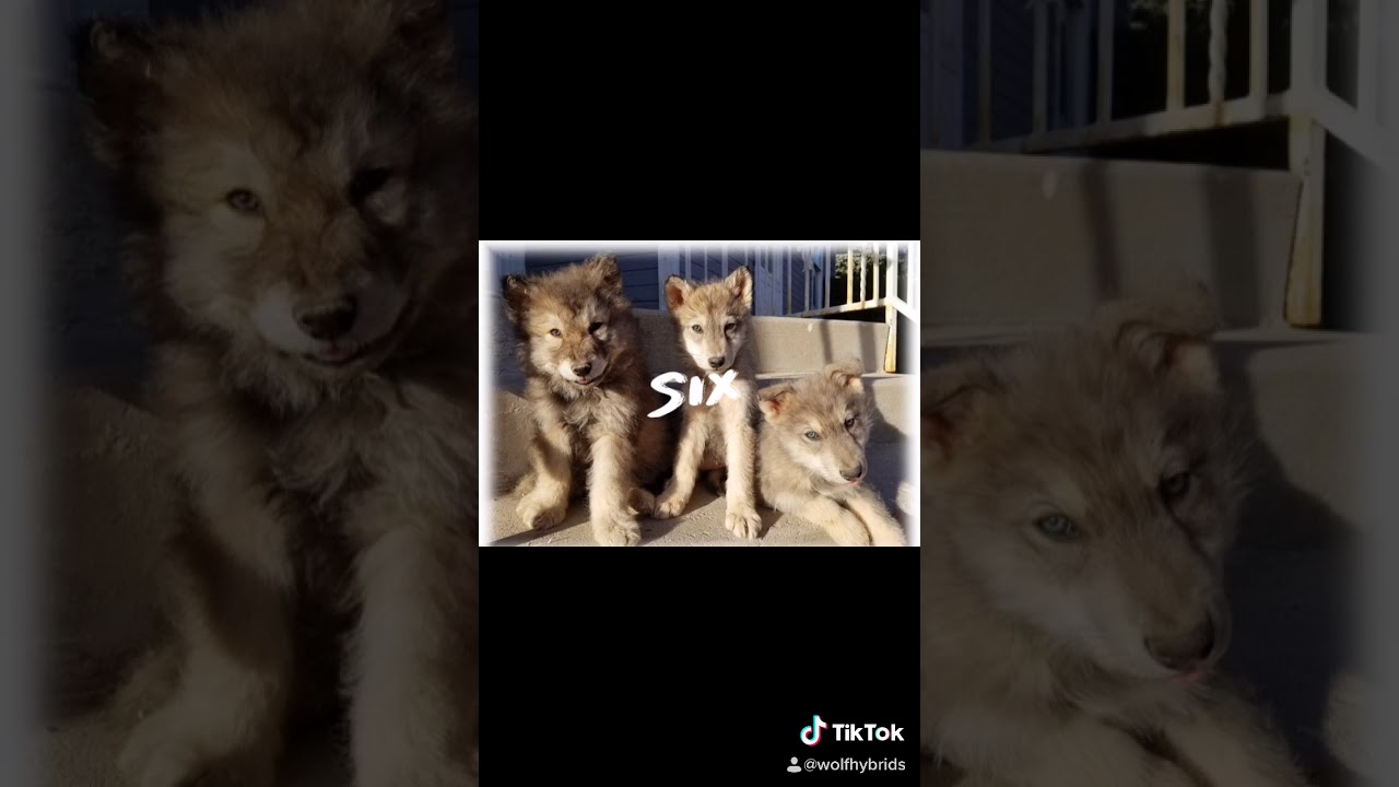 The Best Wolf Dog Puppies