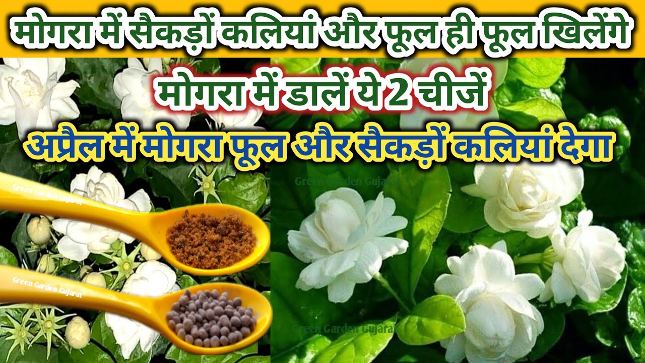 मोगरा का पौधा सैकड़ों कलियों और फूलों से भर जाएगा. मोगरा में डालें ये 2 चीजें/Mogra/Jasmine Care