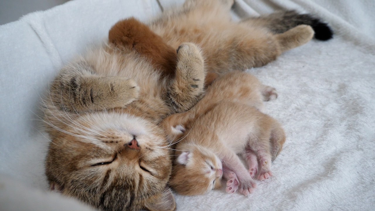 Mother cat Charo has trouble sleeping because her kittens use her as a bed.