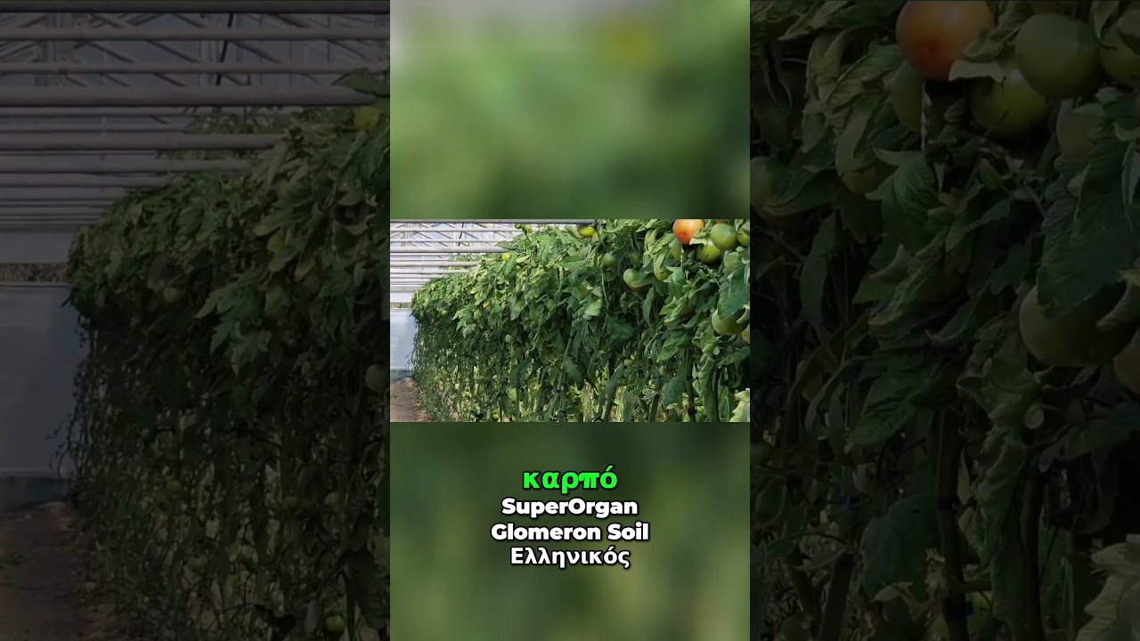 &Nu;&tau;&omicron;&mu;ά&tau;&alpha; &epsilon;&lambda;&pi;ί&delta;&alpha; &theta;&epsilon;&rho;&mu;&omicron;&kappa;&eta;&pi;ί&omicron;&upsilon; &sigma;&epsilon; ό&lambda;&alpha; &tau;&alpha; &sigma;&tau;ά&delta;&iota;&alpha; &mu;&epsilon; &tau;&eta; &beta;&omicron;ή&theta;&epsilon;&iota;&alpha; &alpha;&tau;&tau;&alpha;&pi;&omicron;&upsilon;&lambda;&gamma;ί&tau;&eta;, SuperOrgan &kappa;&alpha;&iota; Glomeron Soil