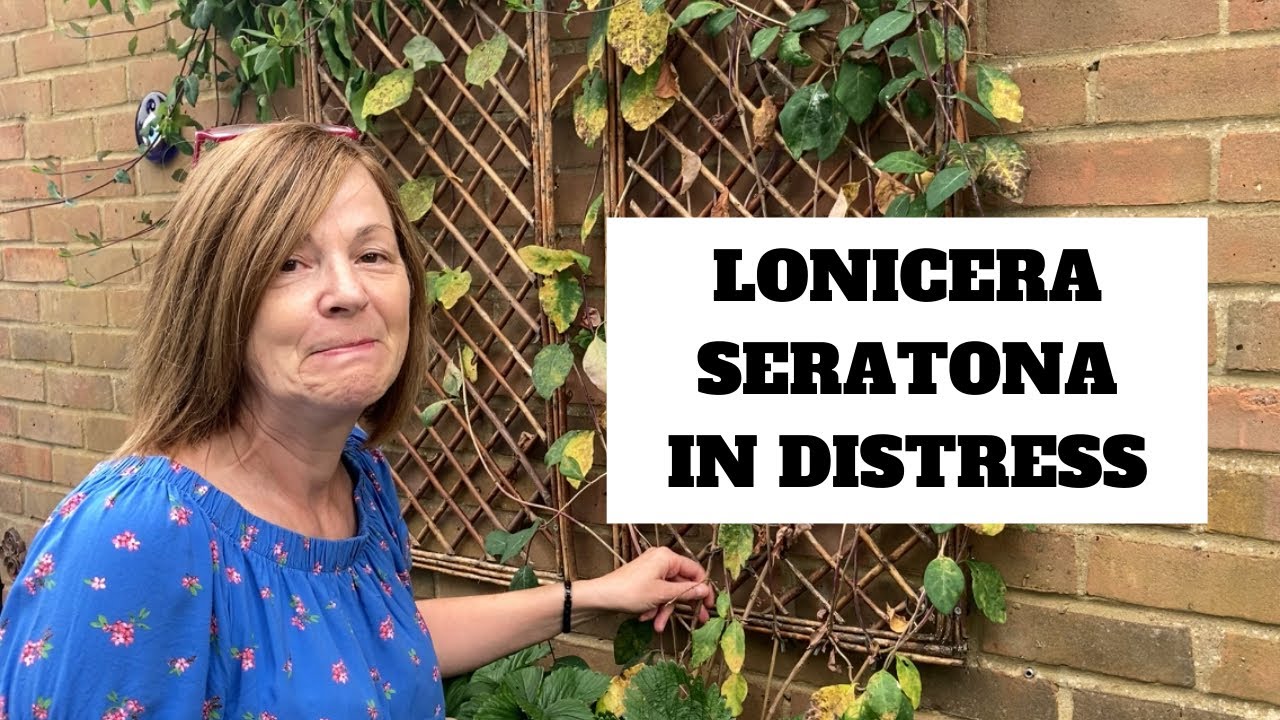 Honeysuckle Disaster || Plants Really Do Talk But Do We Listen?