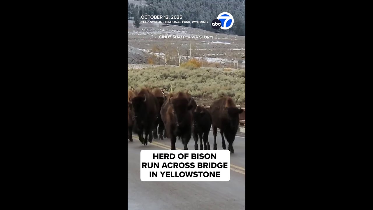 Herd of bison run across bridge in Yellowstone