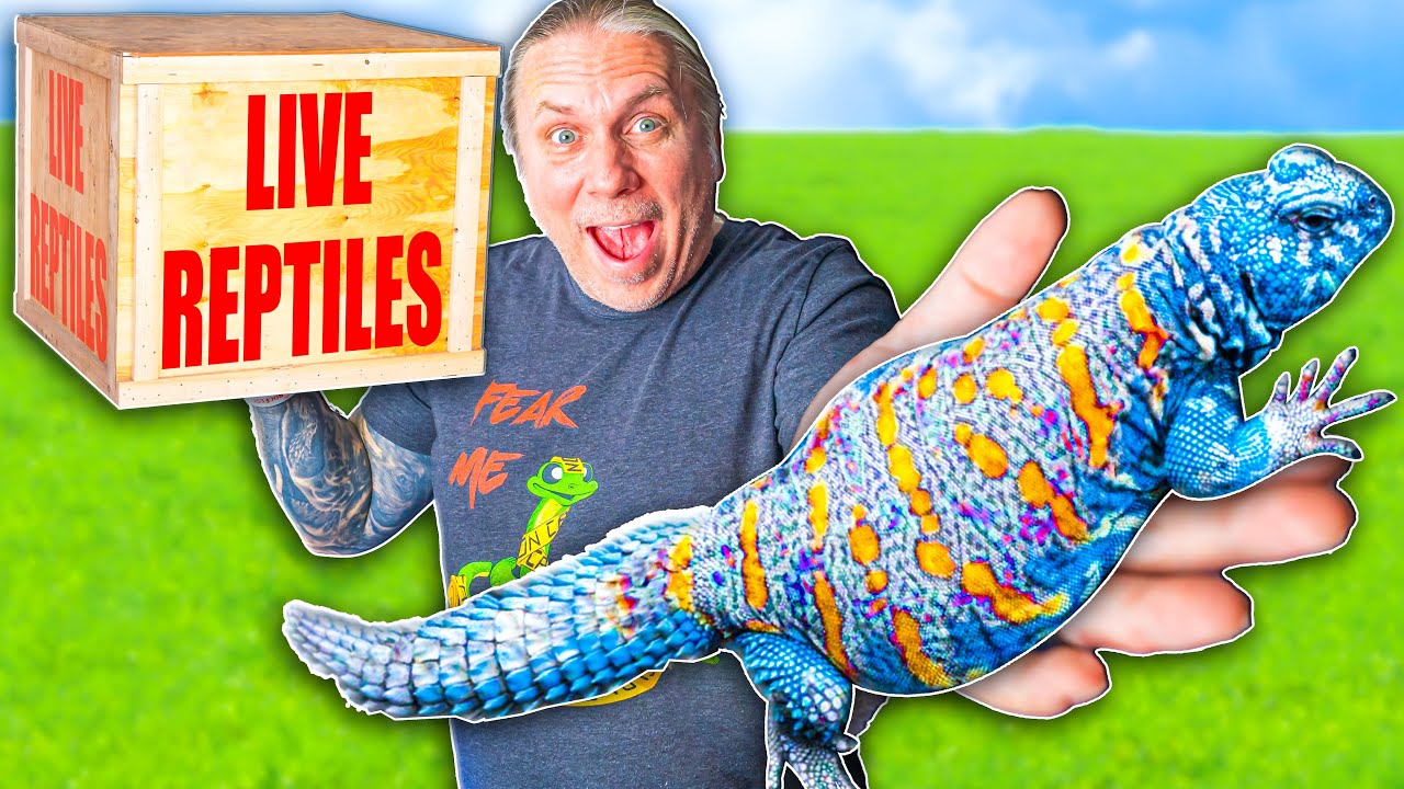 Unboxing Insane Blue Lizards!