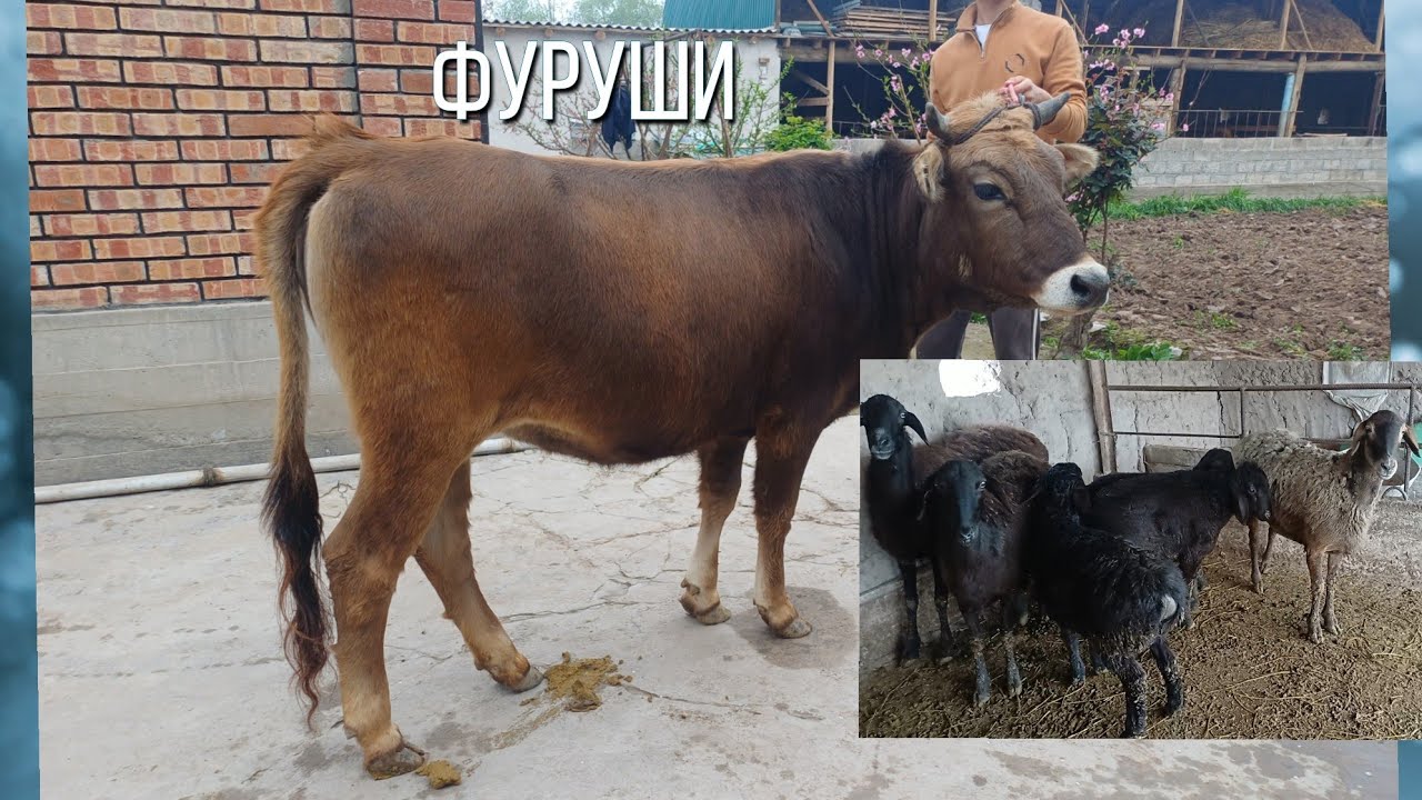 ЯК САР ГУНОЖИНИ БУГУЗ  СЕ САР ГУСФАНДИ БАРАДОР ФУРУШИ 