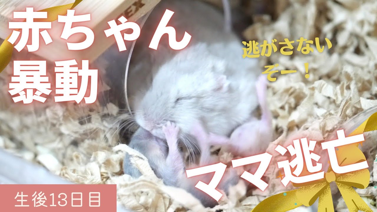 【生後13日目】赤ちゃん暴動につき、ママ逃亡～ジャンガリアンハムスター