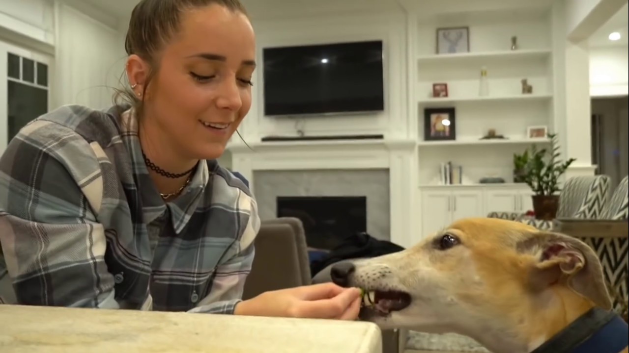 Bunny being a cute little horse for 4 minutes straight - Jenna Marbles edit