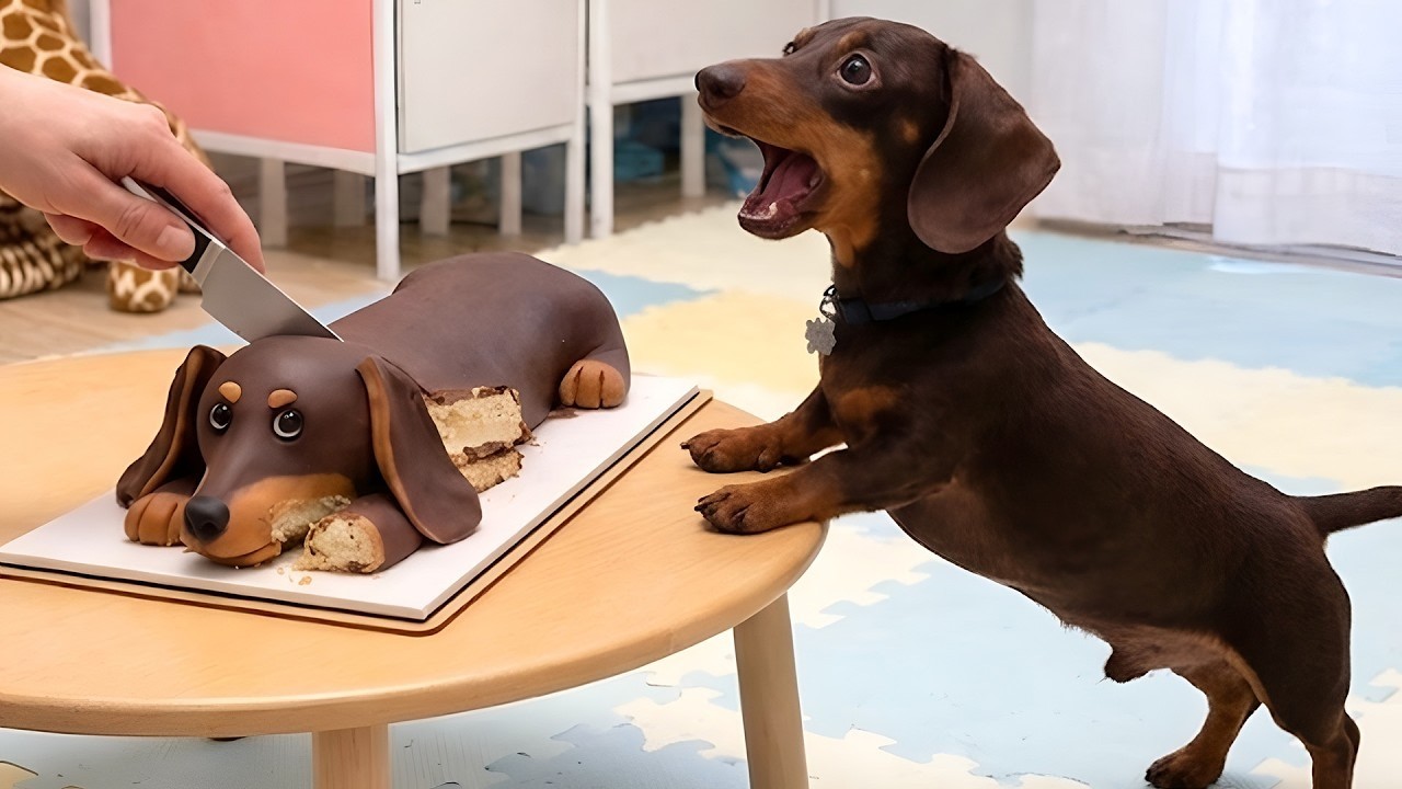 Dog and Cat Reactions to Cutting Cake 😱 Funny Dog and Cat Reactions 2026