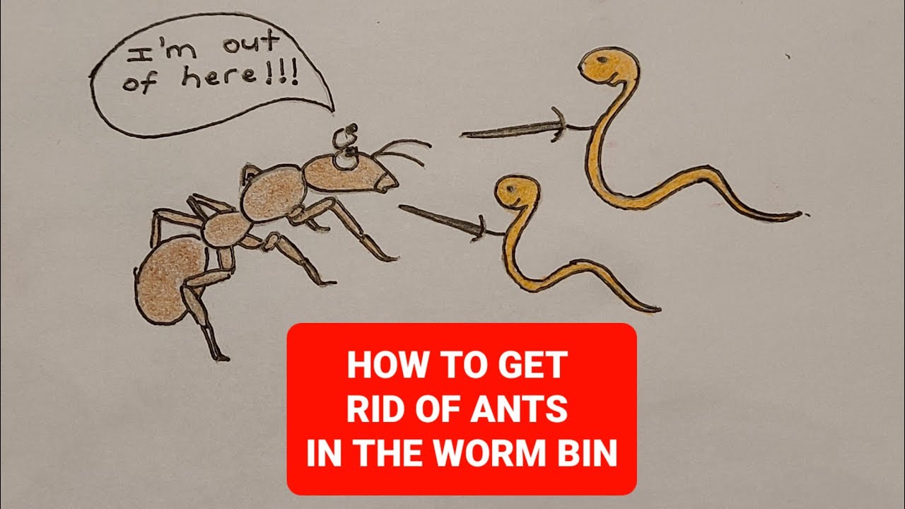 Preventing & Getting Rid Of Ants in Worm Bin