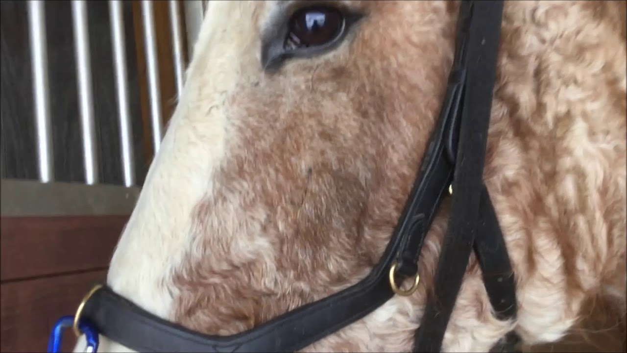 MICKLEM MULTIBRIDLE // 4 WAYS TO USE IT!!!