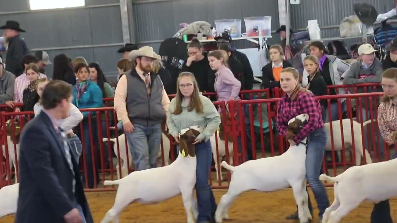 Junior Wether Goat and Lamb Show at Fort Worth Stock Show and Rodeo 2023