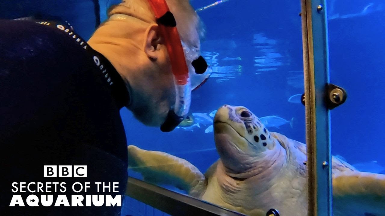 Coming Face to Face With a Turtle! | Secrets of the Aquarium | BBC Two