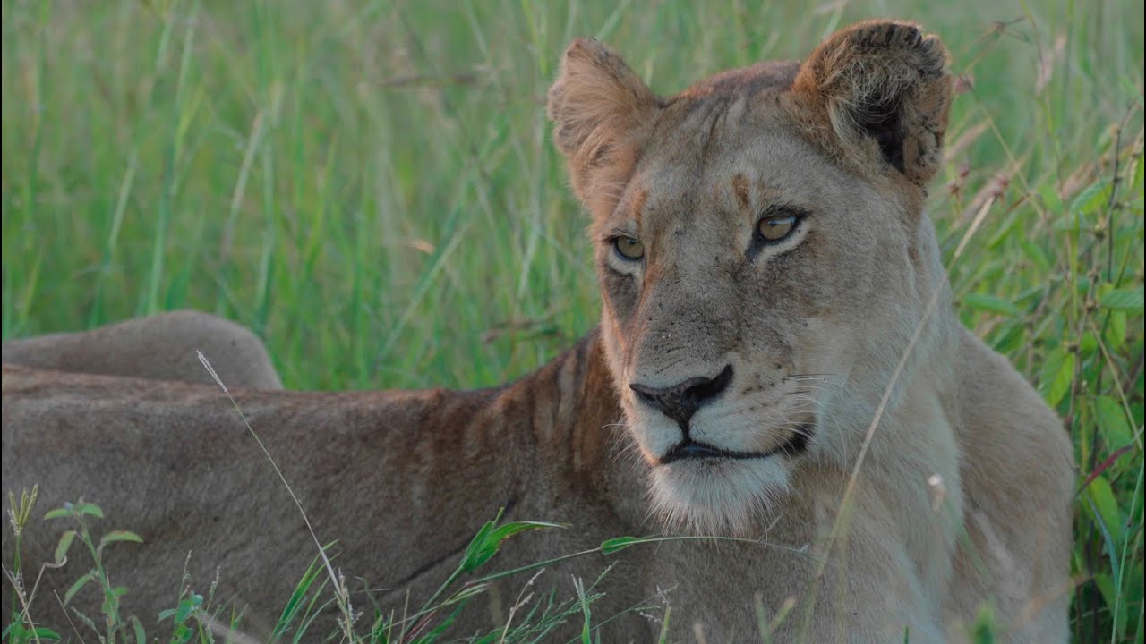 Pride Seen for First Time Since the Floods (Nharus)