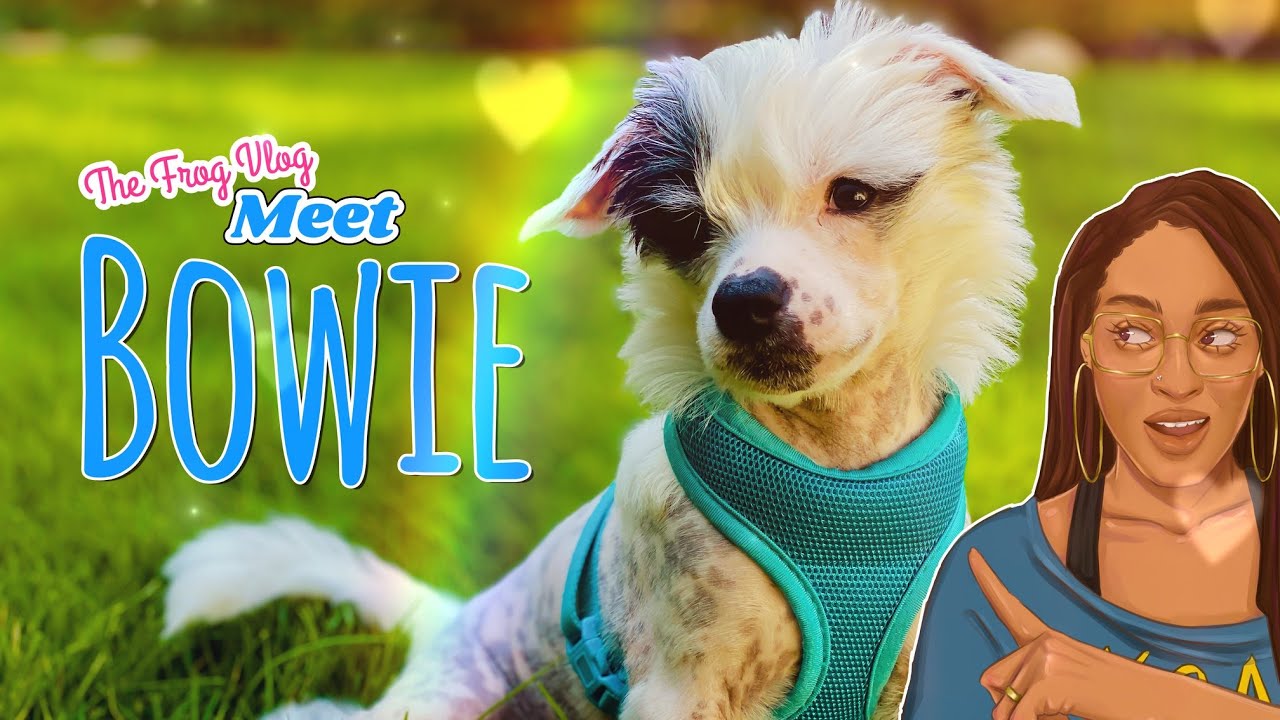 The Frog Vlog: Meet Bowie our New Chinese Crested Puppy