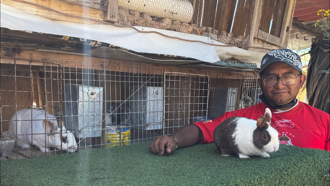 &Aacute;rea de SEMENTALES (Como seleccionar un pie de Cr&iacute;a) 🐰🤠