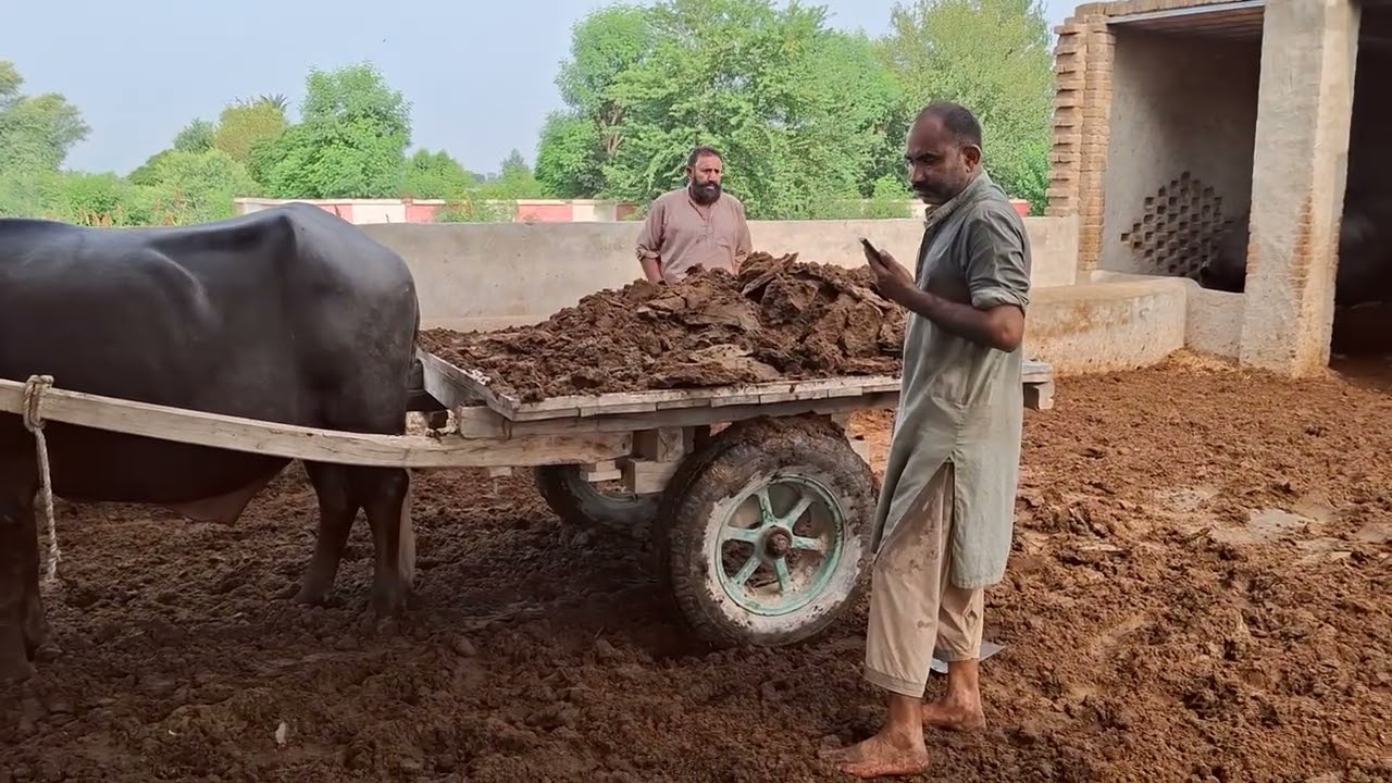 بھینسوں کے باڑے میں صفائی کی صورتحال 