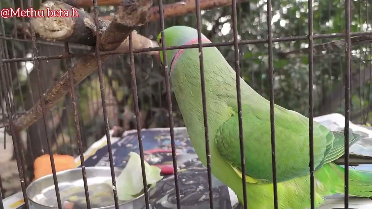 Methu beta 🥹 🦜ytviral 