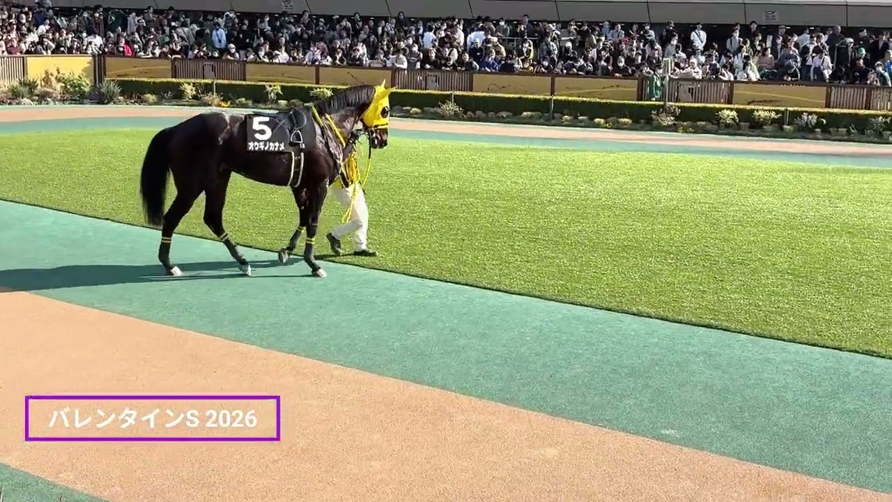 パドックに残りたいオウギノカナメと馬場に行きたい厩務員さんの攻防 | 2026年 バレンタインステークス | パドック 現地映像 | 東京競馬場