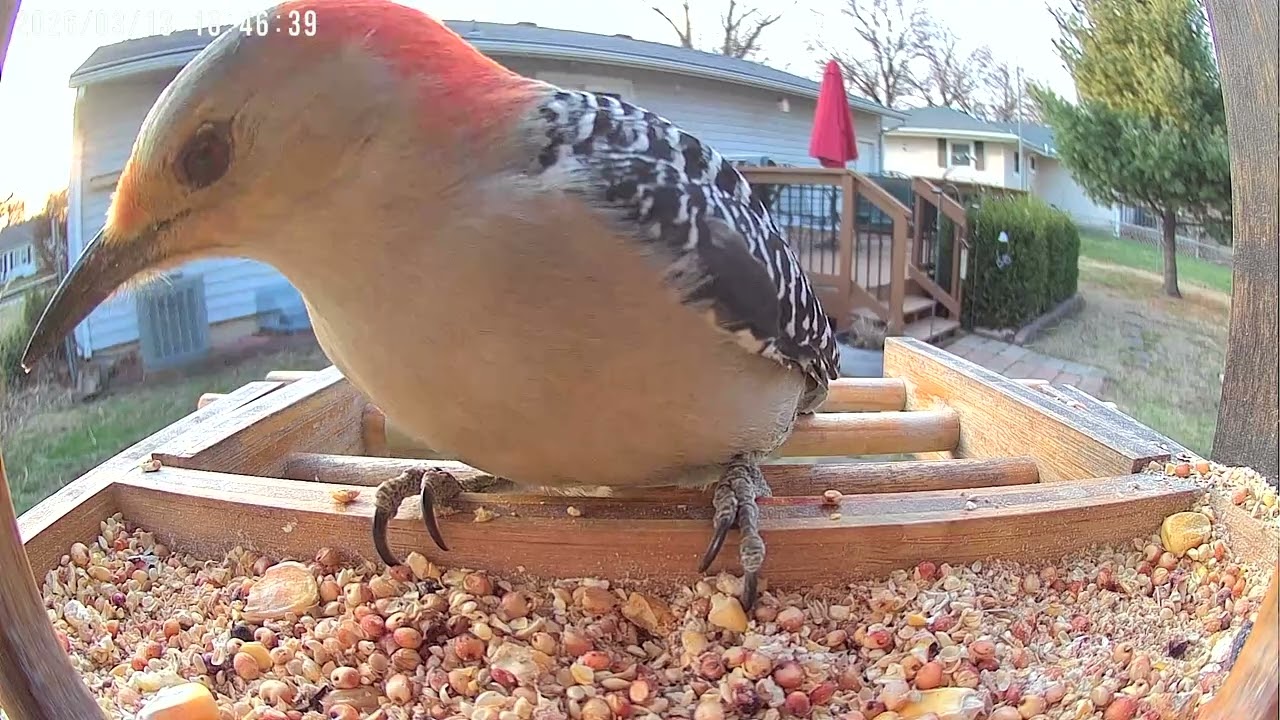 Red Bellied Woodpecker - 13 March 2026