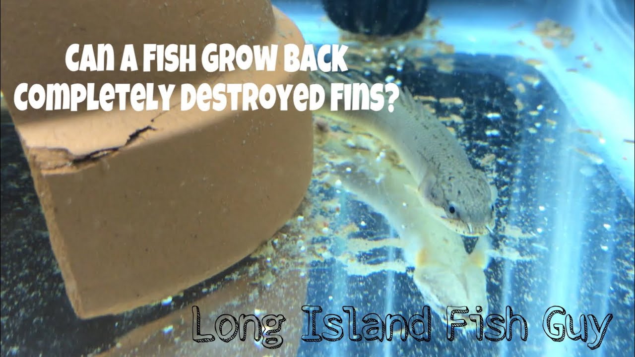 Can A Fish Grow Back Completely Destroyed Fins?