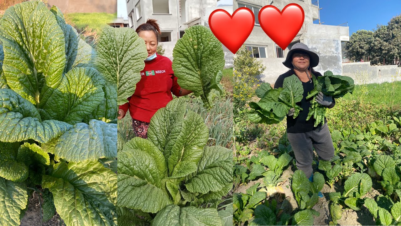 गुन्दुक्को लागी रायो साग टिप्दै हामी दिदि बैनी harvesting mustard greens 🥬 in our garden /