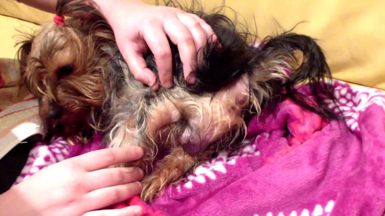 parto yorkshire terrier toy