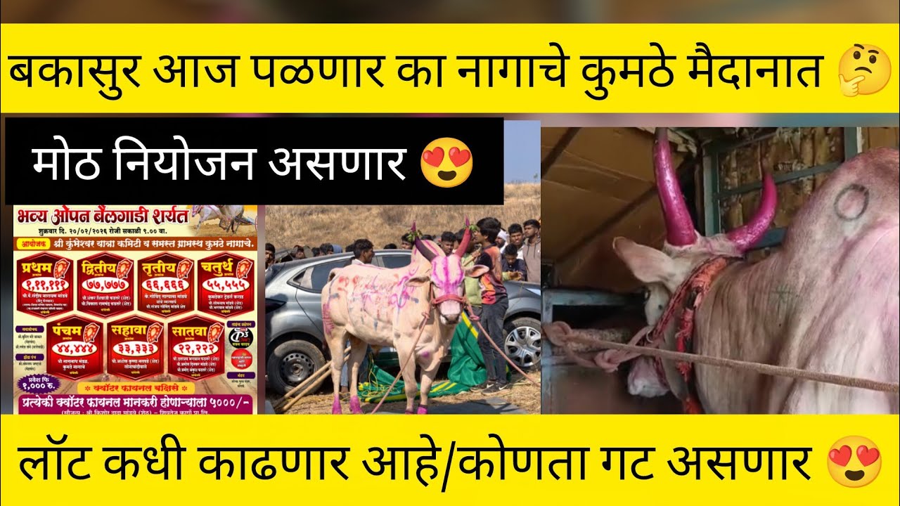 आज बकासुर पळणार का नागाचे कुमठे मैदान/लॉट कधी काढणार आहे/ मोठ नियोजन कोणत्या मैदान मधे/गट कोणता 