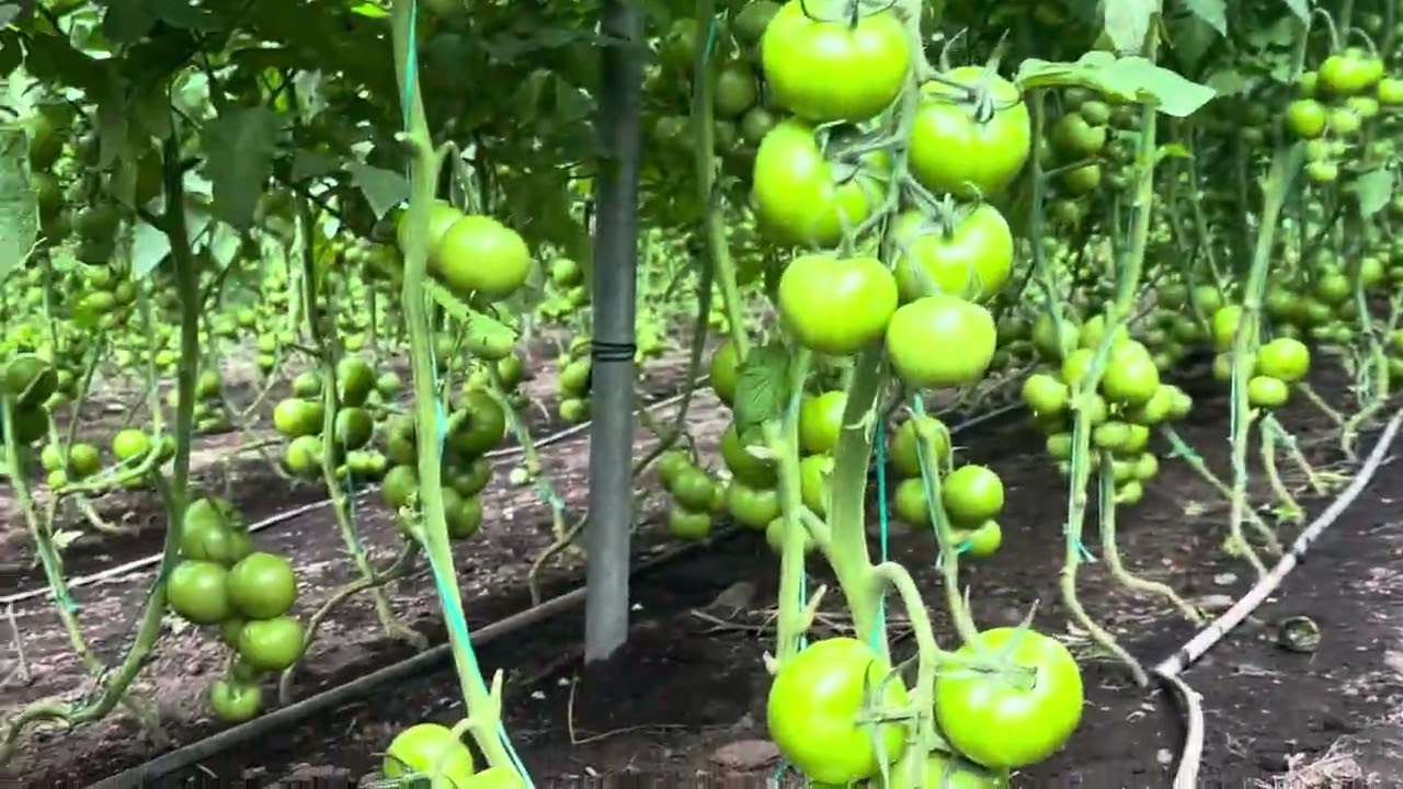 Tomate Diamante iniciando Cosecha en Baños del Sr Samuel Guevara