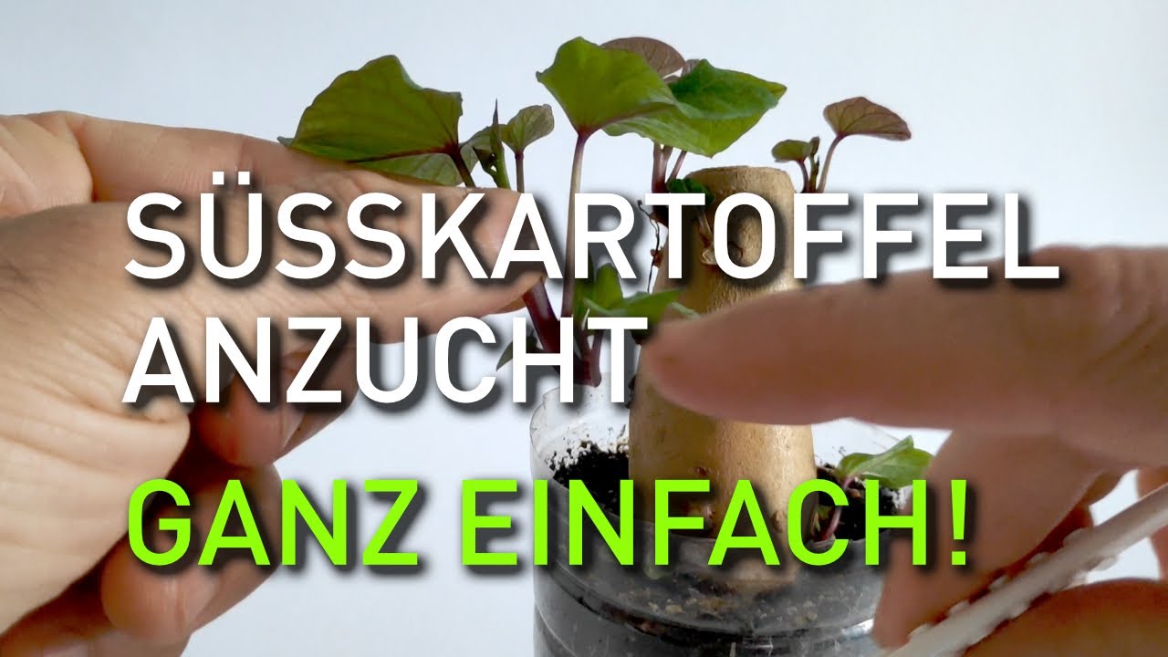 Süßkartoffelanzucht – ganz einfach!
