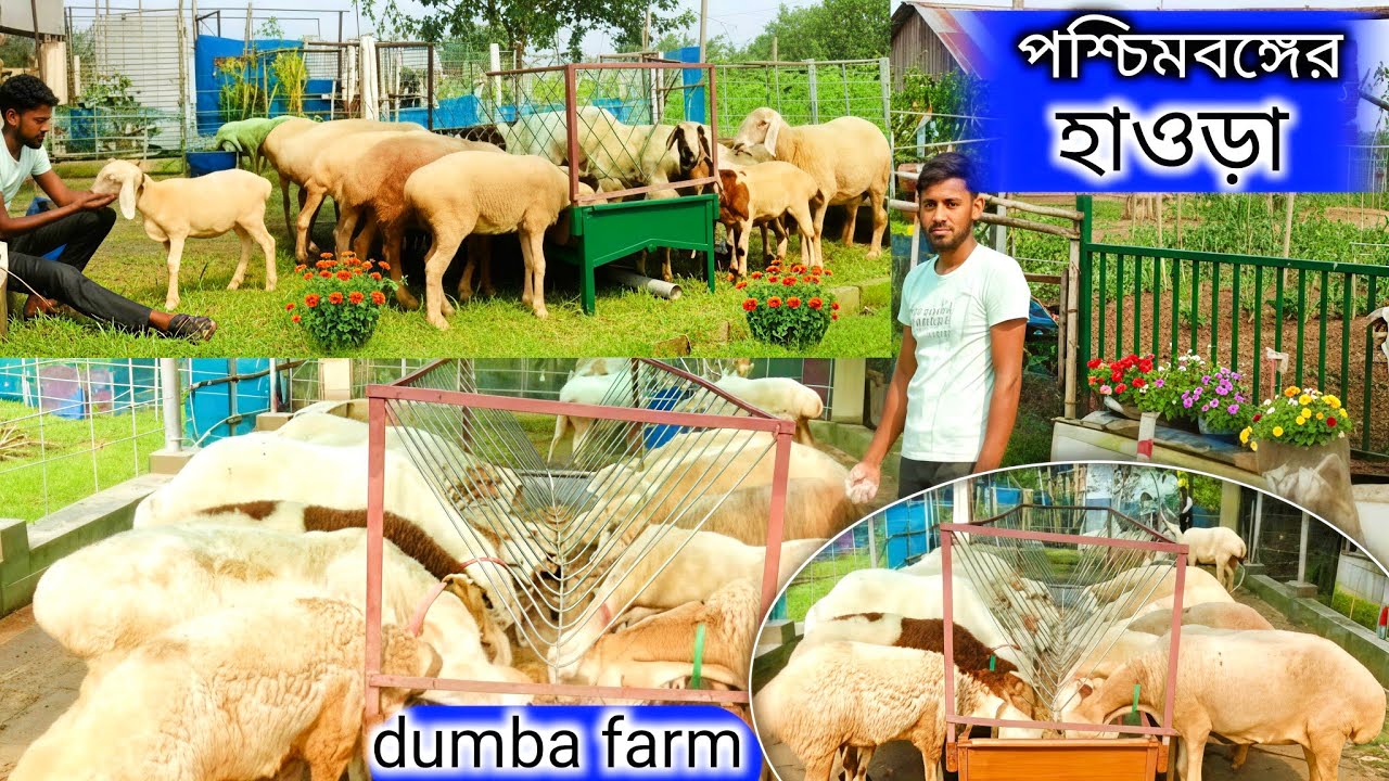 DUMBA FARM । পশ্চিমবঙ্গের বৃহত্তম দুম্বা FARM । DUMBA FARMING VIDEO howrah 