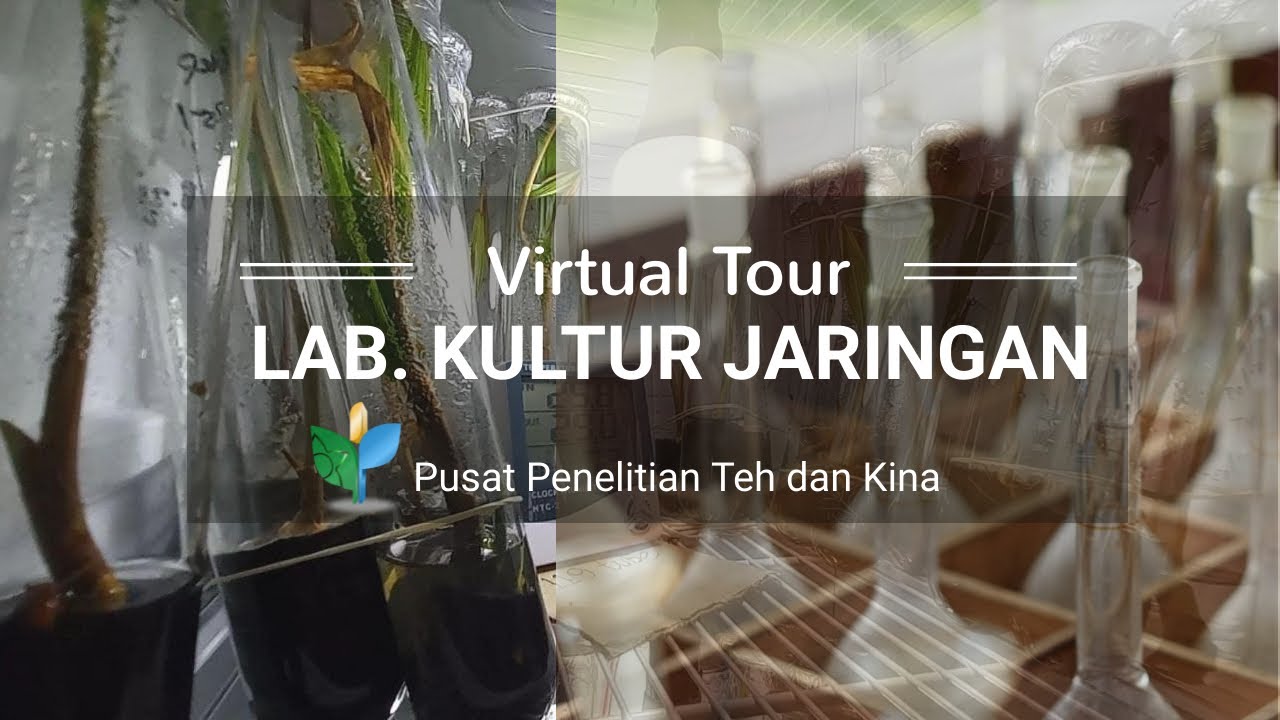 Virtual Tour: Laboratorium Kultur Jaringan Pusat Penelitian Teh dan Kina