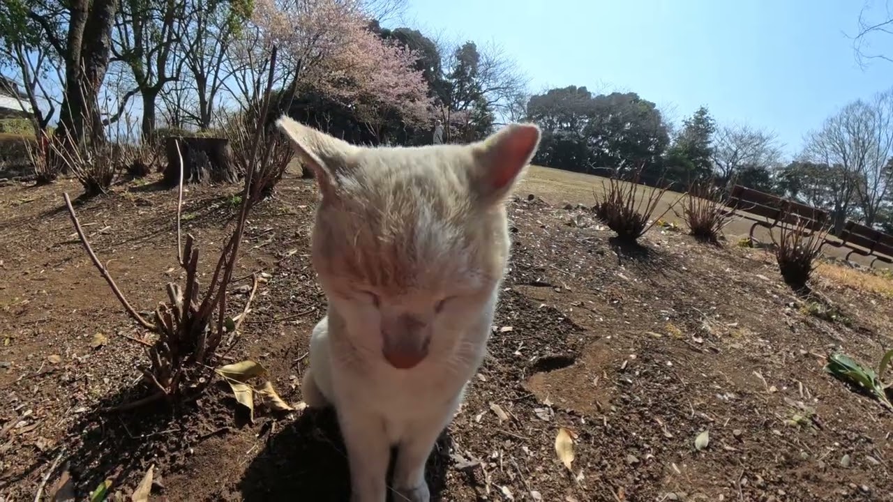 ⭐️⭐️白ちゃん岩本山公園VID 20260216 101322 00 003