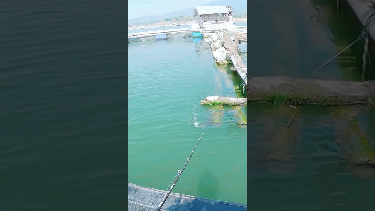 Casting Ikan Toman Ganas di Cirata Sambaran Brutal 