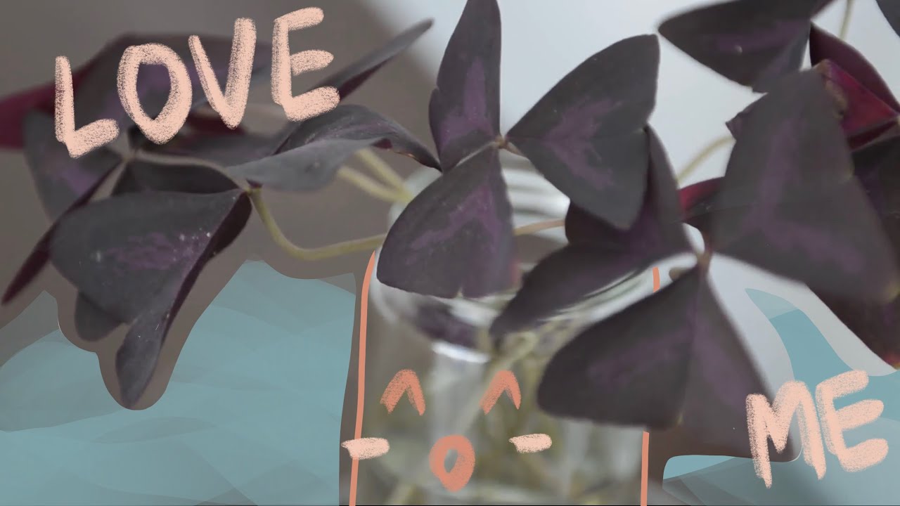 How to Propagate Oxalis Triangularis from Petioles