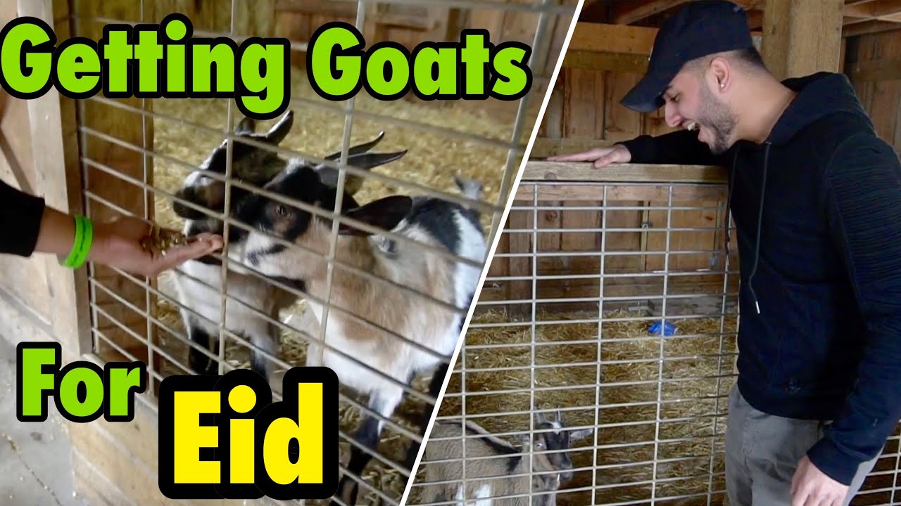 I GOT A GOAT FOR EID...