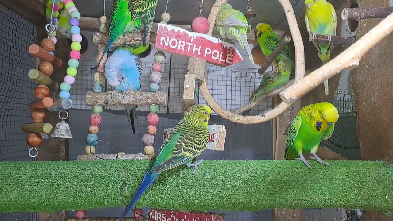 “My parrot out here flexing on everyone 🦜💅”