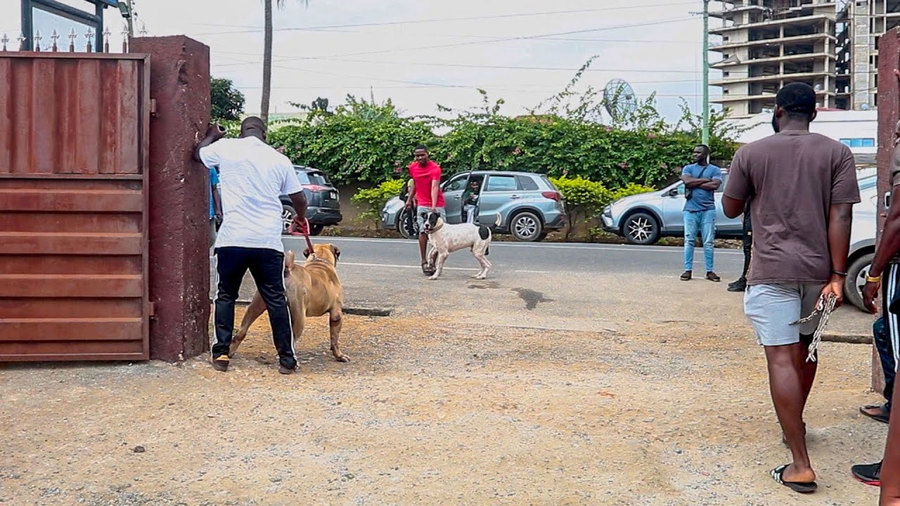 Bully Kutta tries to fight Big Boerboel at Dog Show