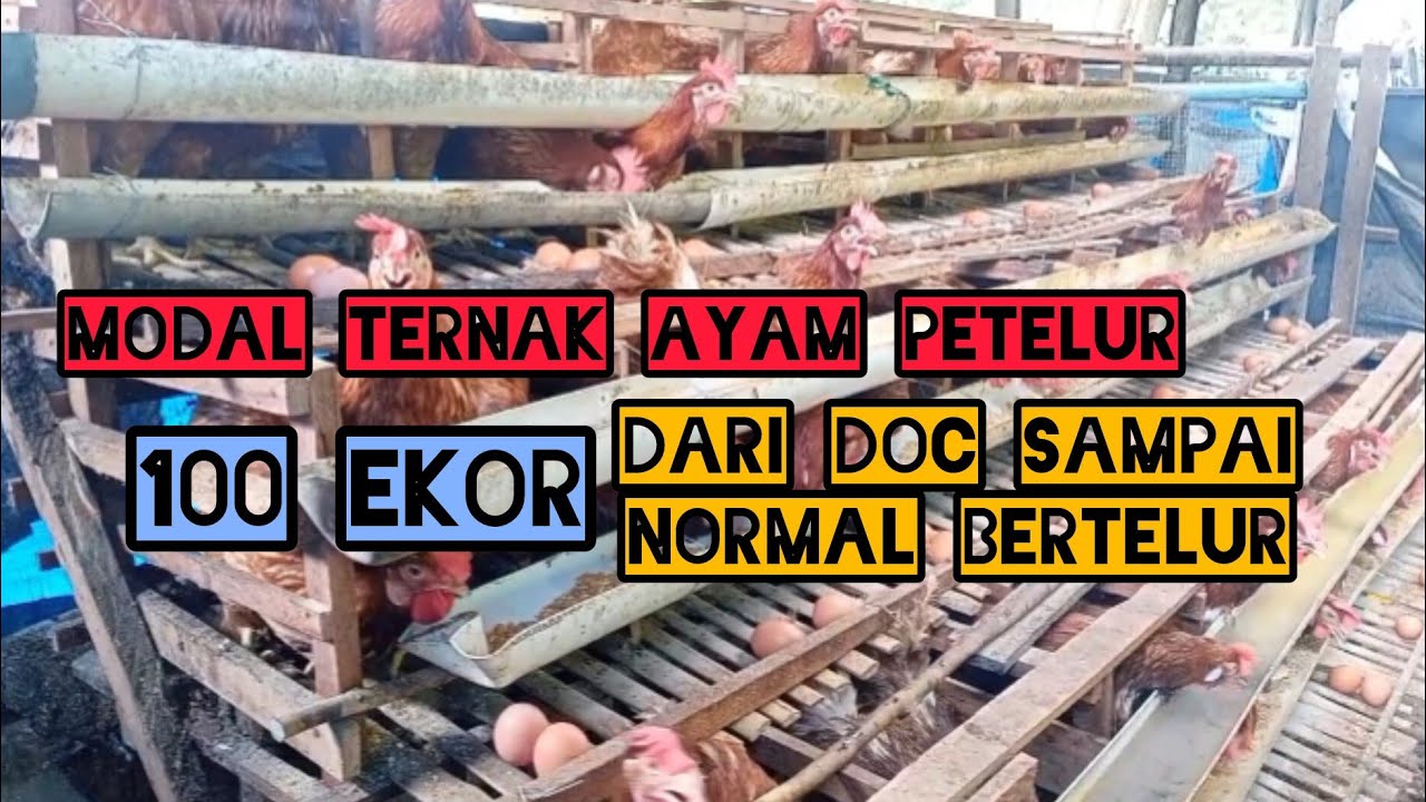 BERAPA HABIS MODAL TERNAK AYAM PETELUR 100 EKOR || BIAYA PEMBESARAN SAMPAI AYAM BERTELUR