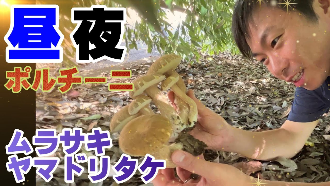 【きのこ狩り】昼夜ポルチーニ　ムラサキヤマドリタケ