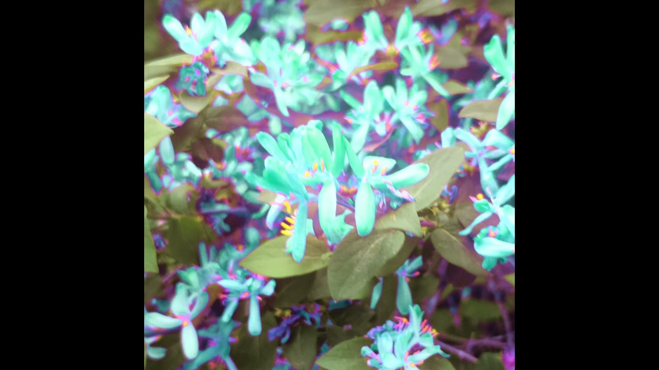 Annam - Memory Making [Official Audio]