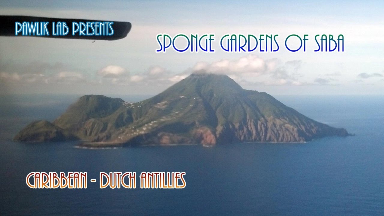 Sponge Gardens of Saba