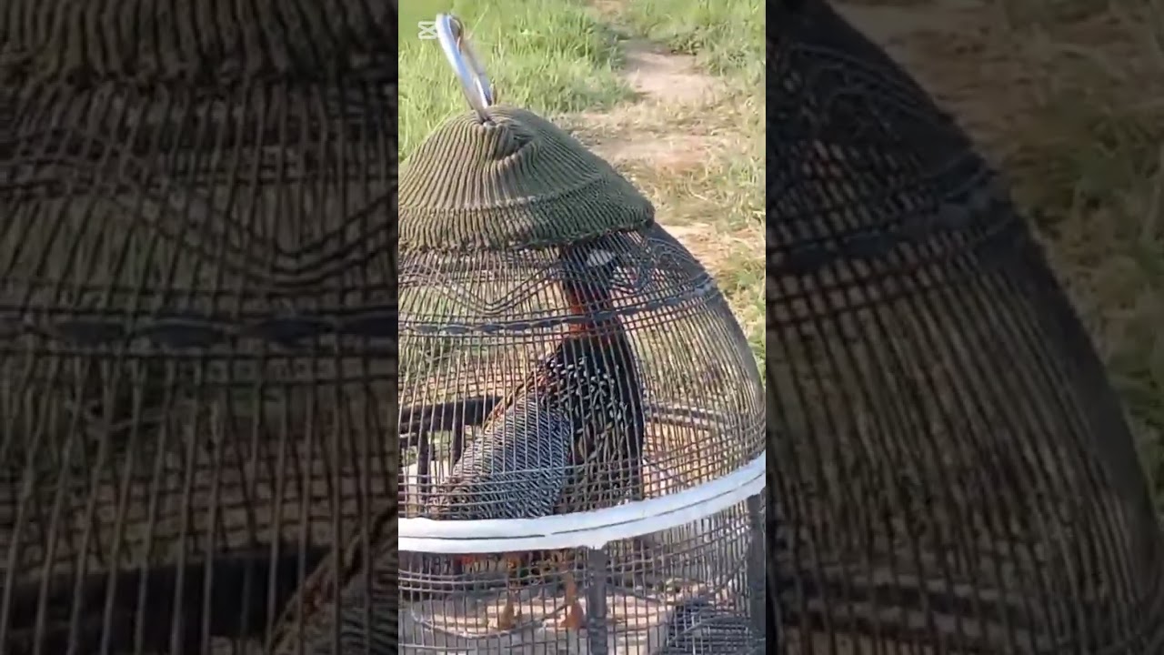 16 3 2026 francolin kalateetar blackfrancolin kala teeter ki awaz black teetar ki awaz sindhi teetar