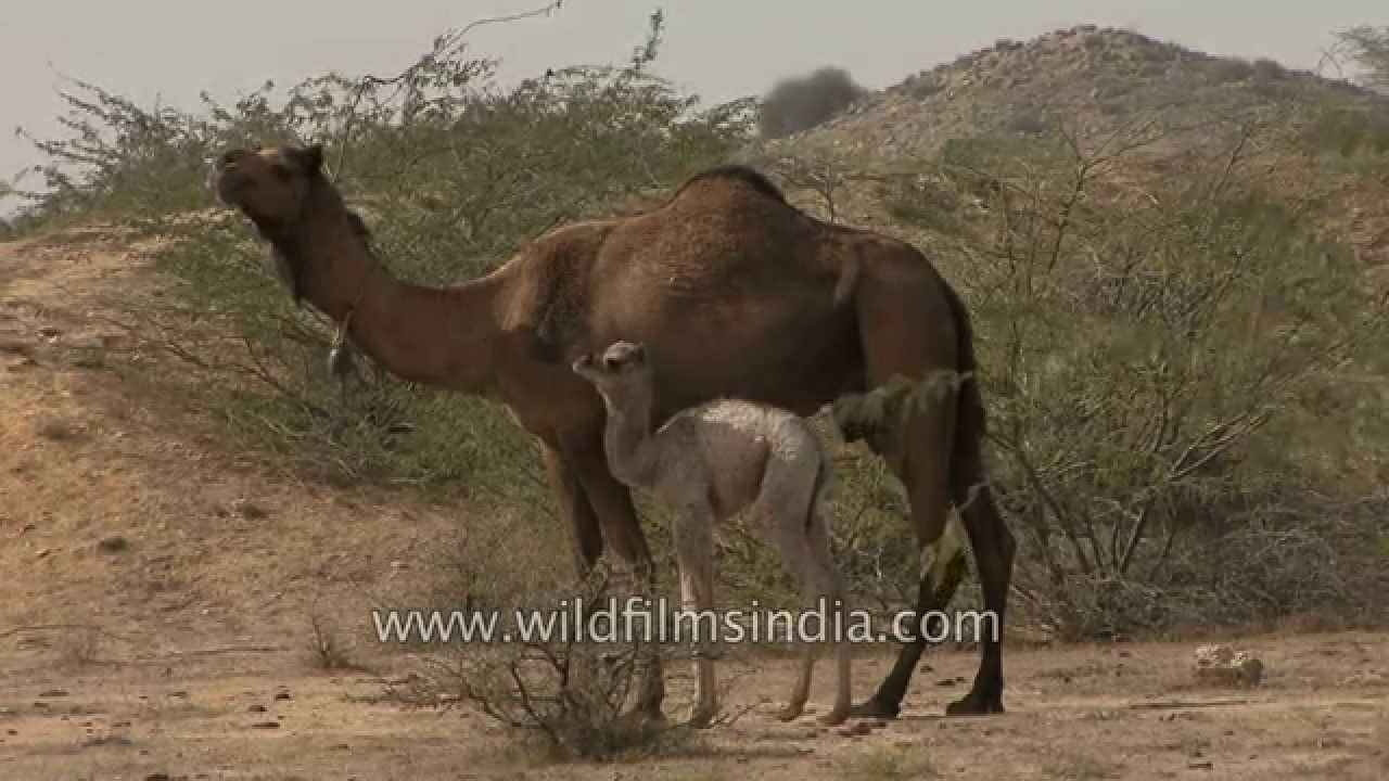 Camel feeding her Cute little calf in the Indian desert