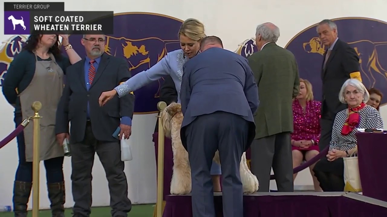 Soft Coated Wheaten Terriers | Breed Judging 2020