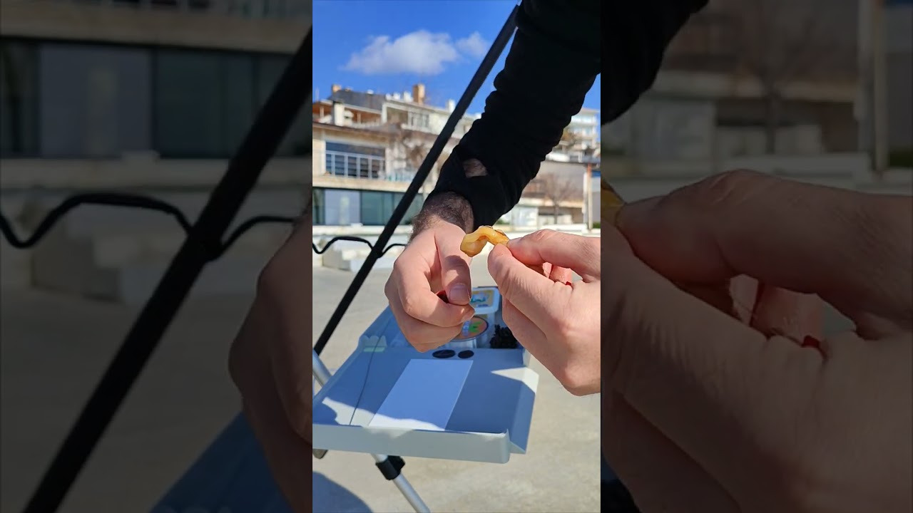 Tutorial Video: Razor Clams as a fishing bait. Sülünez bağlama ve iğneye takma.