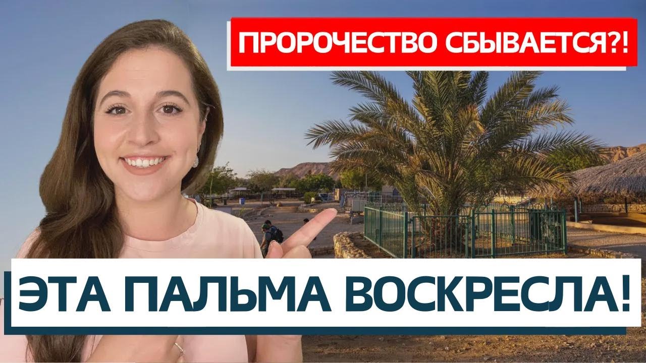 СБЫВАЮТСЯ ЛИ ПРОРОЧЕСТВА? Чудо 2000-летней пальмы!