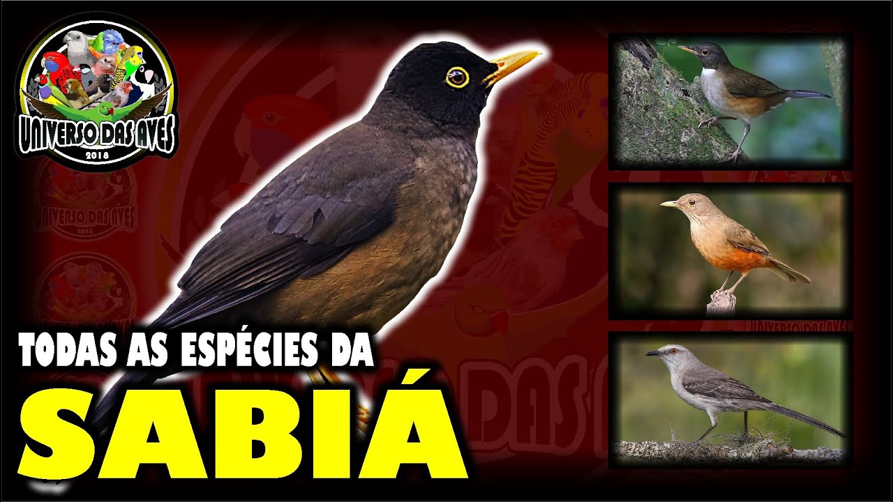 TODAS AS ESPÉCIES DA SABIÁ - CONHEÇA AS VARIEDADES DA ESPÉCIE!