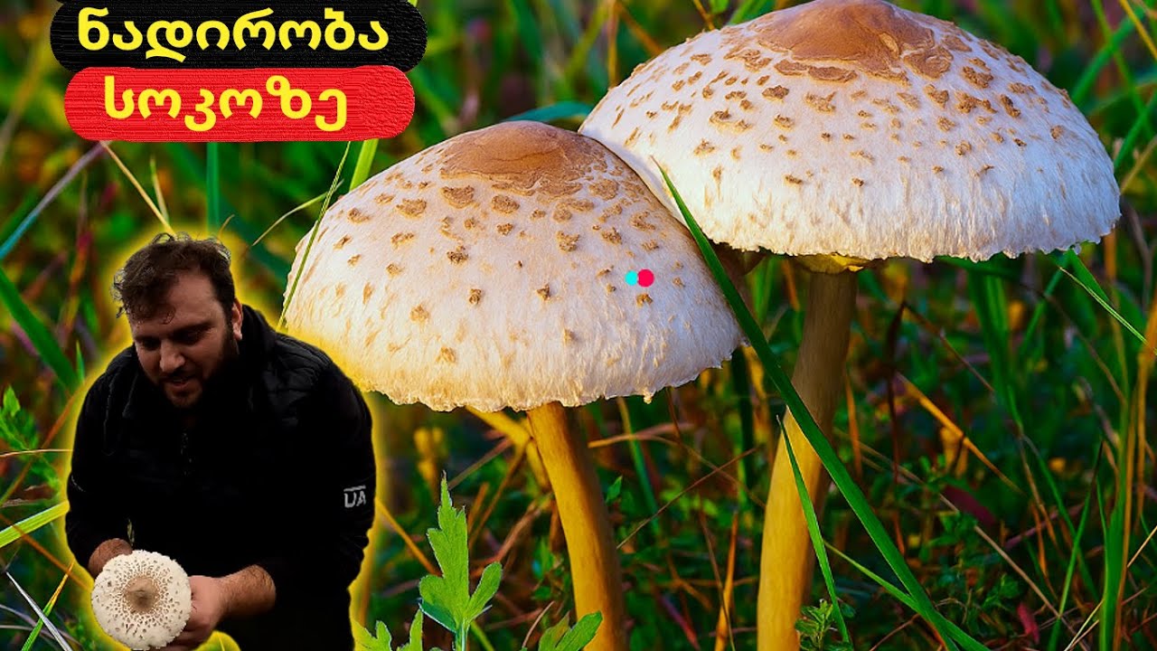 ნადირობა სოკოზე / Mushroom hunting / охота за грибами